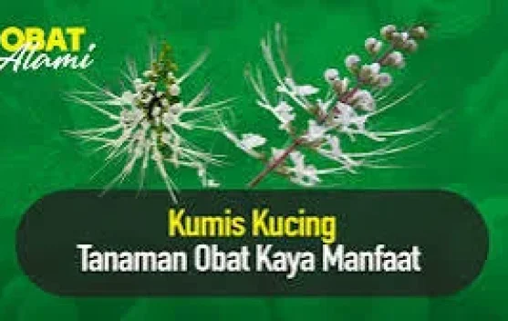 Khasiat Kumis Kucing untuk Kesehatan