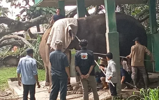 Wako Ramlan Jelaskan Kondisi Gajah Zidan yang Viral di Media Sosial