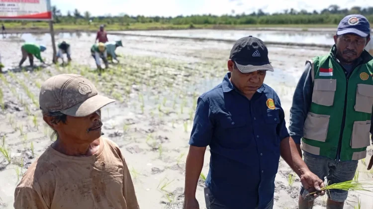 Distan SBT Perluas Lahan Padi Sawah 10 Hektare di Desa Akijaya, Ini Tujuannya