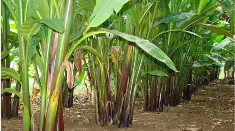 Lahan 3.185 Hektare Telah Disiapkan, Investasi Pisang Abaka di SBT Segera Jalan?