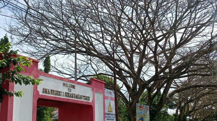 Sejumlah Pohon Besar di SMA Negeri 1 SBT Mati, Ada Apa