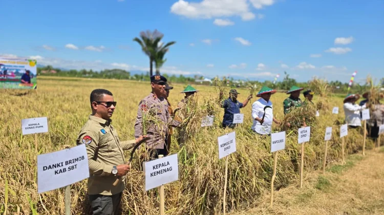 Pemkab SBT Panen Perdana Padi Sawah 5 Hektare di Desa Akijaya