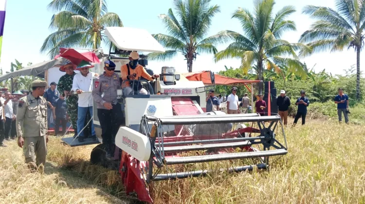 SBT Targetkan Produksi Beras 14.000 Ton Setahun, Lahan Sawah Bertambah Jadi 3.802 Ha