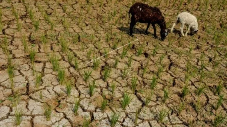 Skenario Pemkab SBT Jaga Produksi Pertanian di tengah Musim Kemarau