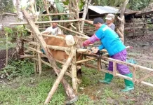 Distanak SBT Targetkan Bobot Sapi Inseminasi Buatan Capai 1 Ton