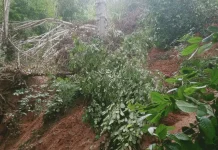 Warga Resah, BPBD SBT Lambat Tangani Longsor di Negeri Effa