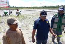 Distan SBT Perluas Lahan Padi Sawah 10 Hektare di Desa Akijaya, Ini Tujuannya