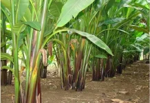 Lahan 3.185 Hektare Telah Disiapkan, Investasi Pisang Abaka di SBT Segera Jalan?