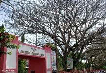 Sejumlah Pohon Besar di SMA Negeri 1 SBT Mati, Ada Apa