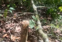 Ratusan Pohon Cengkih-Pala di Kelibingan SBT Ditebang OTK, Warga Desak Polisi Usut