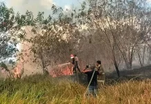 Kebakaran di Bula Meluas, 90 Hektar Lahan Ludes Terbakar