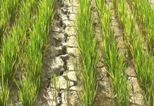 Lahan Pertanian di SBT Mulai Kering, BWS Maluku Bakal Pasang Sumur Bor