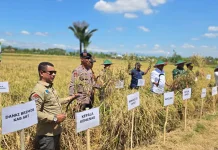 Pemkab SBT Panen Perdana Padi Sawah 5 Hektare di Desa Akijaya