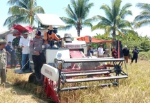 SBT Targetkan Produksi Beras 14.000 Ton Setahun, Lahan Sawah Bertambah Jadi 3.802 Ha