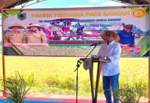 Perkuat Ketahanan Pangan, Bula Barat Jadi Sentra Produksi Padi