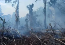 Tanaman Pertanian-Perkebunan Terdampak El Nino Didata Pemkab SBT