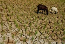 Skenario Pemkab SBT Jaga Produksi Pertanian di tengah Musim Kemarau