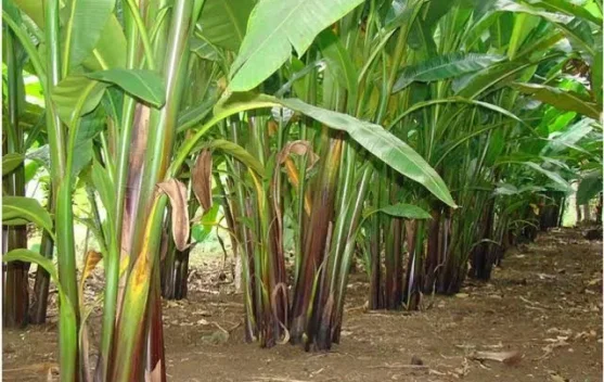 Lahan 3.185 Hektare Telah Disiapkan, Investasi Pisang Abaka di SBT Segera Jalan?