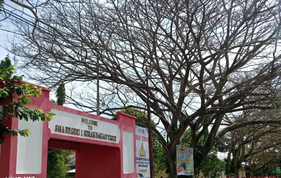 Sejumlah Pohon Besar di SMA Negeri 1 SBT Mati, Ada Apa