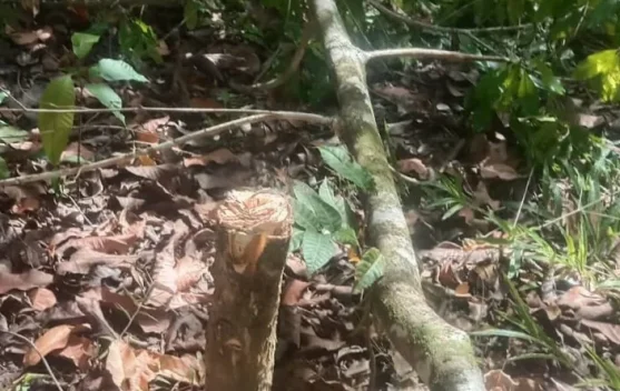 Ratusan Pohon Cengkih-Pala di Kelibingan SBT Ditebang OTK, Warga Desak Polisi Usut