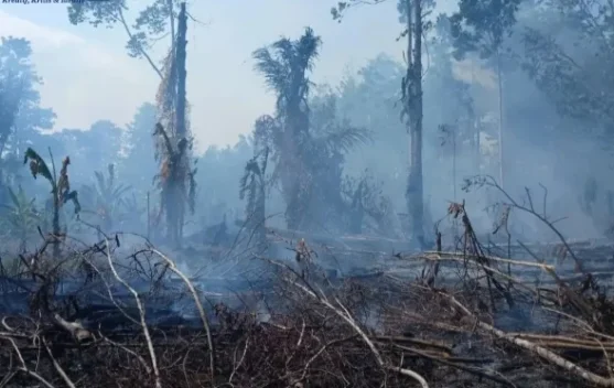 Tanaman Pertanian-Perkebunan Terdampak El Nino Didata Pemkab SBT