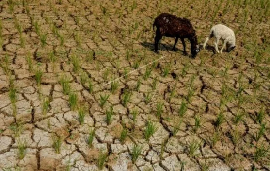 Skenario Pemkab SBT Jaga Produksi Pertanian di tengah Musim Kemarau