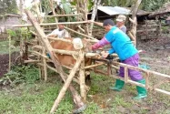 Distanak SBT Targetkan Bobot Sapi Inseminasi Buatan Capai 1 Ton