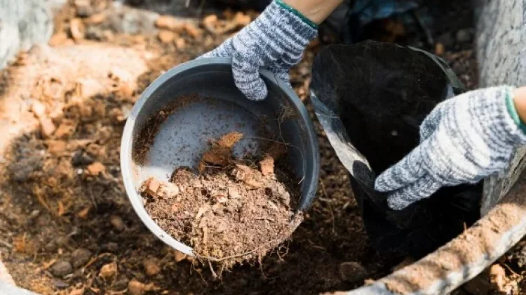 Limbah Ternak Sapi Berpotensi Jadi Produk Bermanfaat
