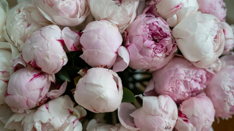 Pesona Bunga Peony si Ratu Bunga