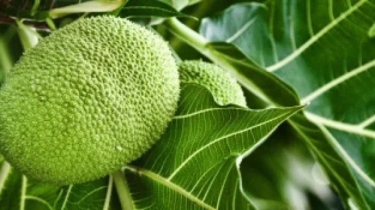 Rahasia Nutrisi Buah Sukun