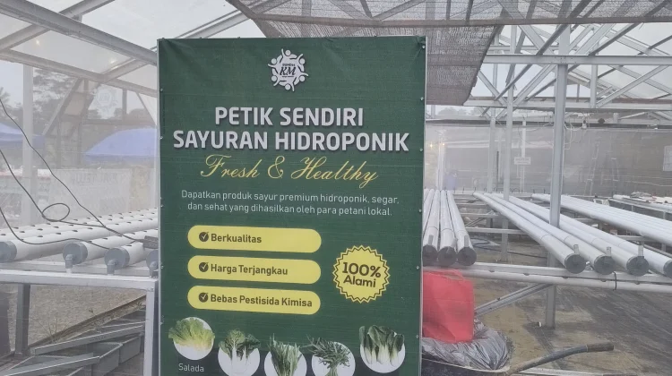 Pakcoy Hidroponik Peusing Tembus Program MBG