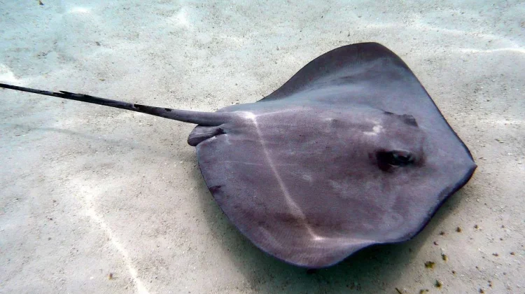 Mengenal Jenis Ikan Pari yang Dilindungi di Indonesia