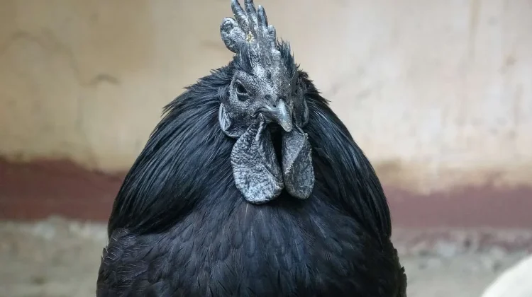 Inilah 8 Jenis Ayam Unik dari Seluruh Dunia