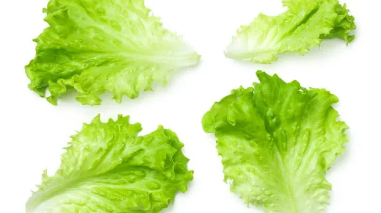 Selada: Sayuran Segar yang Mendukung Diet dan Kesehatan Tubuh