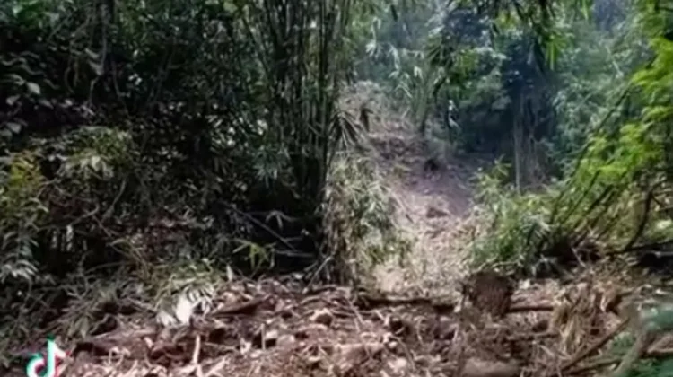 Video Longsor Cilengkrang Viral, Picu Sorotan Lereng Ciremai
