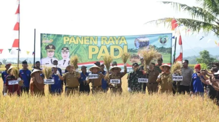 Panen 20 Ribu Hektare, Kuningan Lampaui 78 Persen