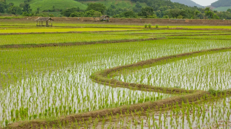 Stok Pupuk Aman, Petani Siap Hadapi Musim Tanam Kedua