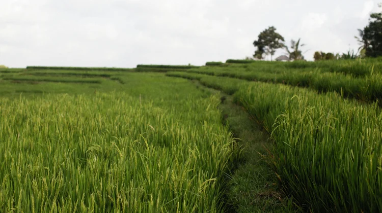 Petani Diimbau Hemat Air dan Gunakan Varietas Tahan Kering