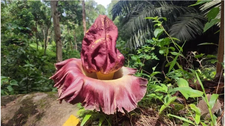 Bunga Bangkai Raksasa “Amorphophallus Titanum” Mekar di Sumatera Barat