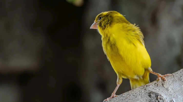 Inilah 5 Penyebab Burung Kenari Kurus
