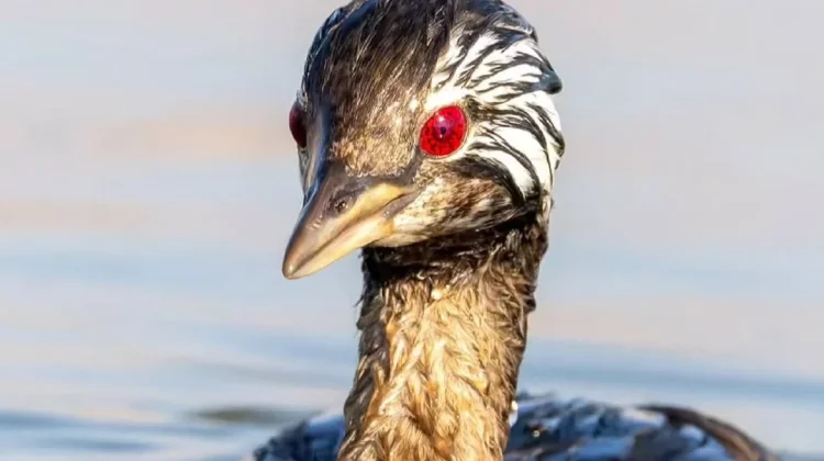 Burung Pimpollo Viral karena Mata Mirip “Sharingan”