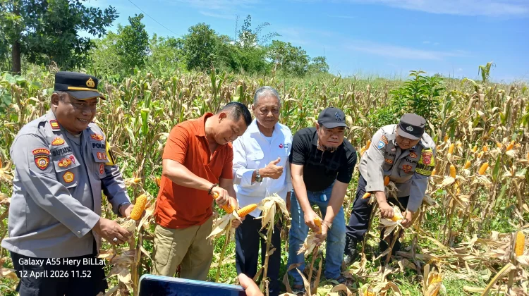 Baharkam Polri Panen Raya Jagung, Perkuat Ketahanan Pangan