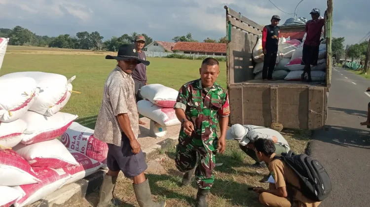 Bulog Serap 3,33 Ton Gabah Ciawigebang, Senilai Rp21,6 Juta