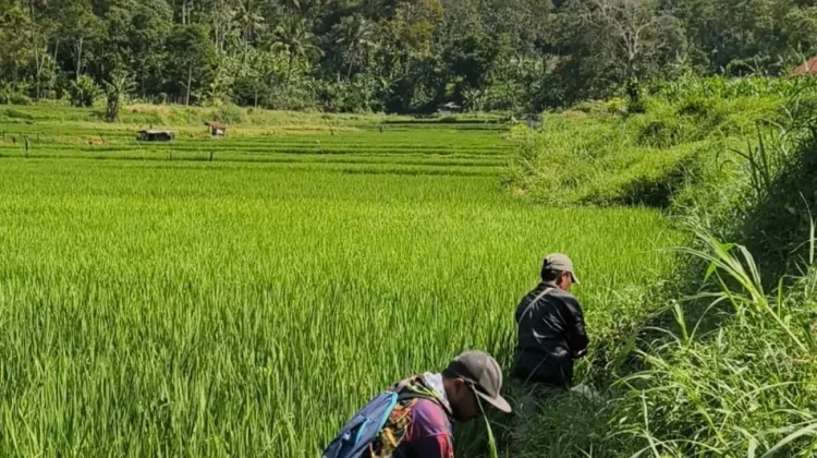 Membasmi Hama Tikus, 15 Hektare Sawah di Kuningan Diselamatkan