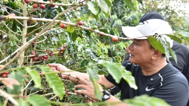 Panen Bersama di Darma, Bupati Targetkan Kopi Kuningan Go Internasional