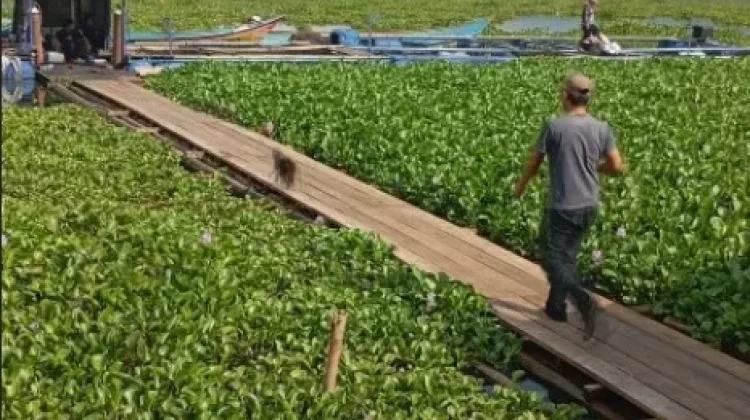 Eceng Gondok Waduk Darma Cemari Cisanggarung, Perlu Penanganan Terpadu