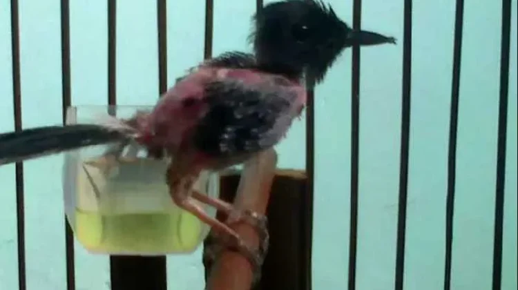 Penyebab Bulu Burung Mengalami Kerontokan