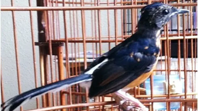 Pantangan dan Perawatan Benar saat Burung Sedang Mabung