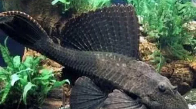 Mengenal Bahaya Konsumsi Ikan Sapu Sapu Bagi Kesehatan