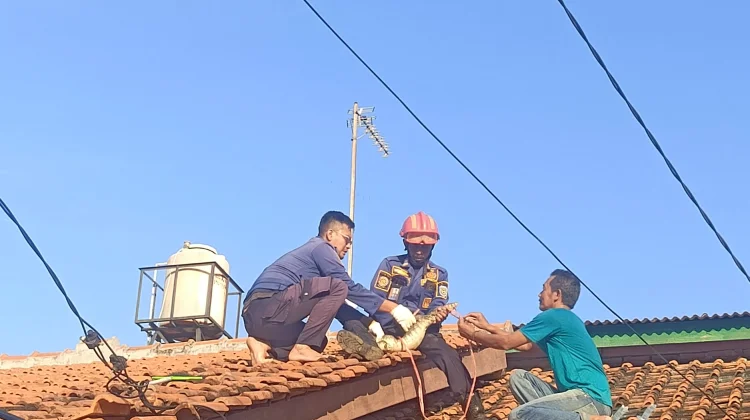 Damkar Indramayu Evakuasi Biawak di Atap Rumah Warga